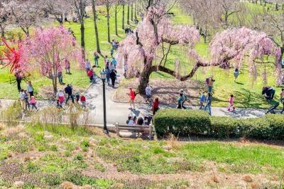 5 Reasons to visit New York in Spring